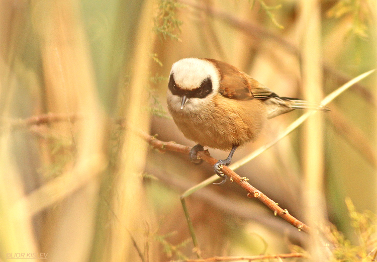 Eurasian Penduline Tit  Remiz pendulinus . The Btecha(Jordan river delta)22-01-14. Lior Kislev